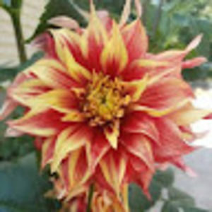 Meet your Posher, Carol